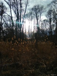 IMG_20200329_221205.jpg