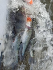 IMG_20200330_175031.jpg
