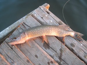 IMG_2431.JPG