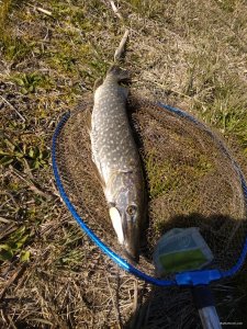 IMG_20200407_154629.jpg