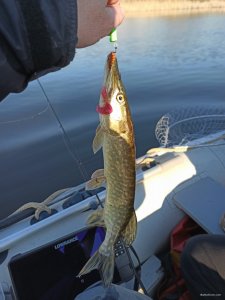 IMG_20200407_074343.jpg