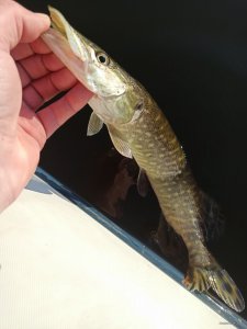 IMG_20200407_074416.jpg
