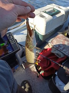 IMG_20200407_172308.jpg