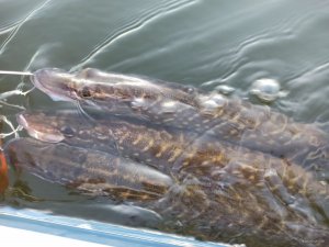 IMG_20200407_183631.jpg