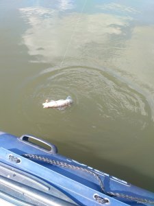 IMG_20200409_132736.jpg