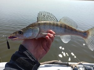 IMG_20200409_121343.jpg