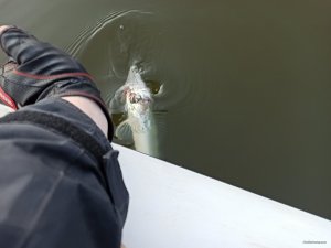 IMG_20200409_073848.jpg