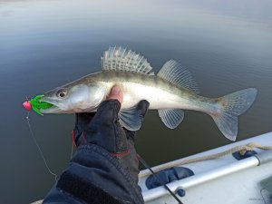 IMG_20200409_073824.jpg