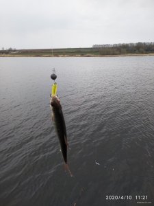 IMG_20200410_112140.jpg