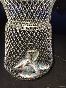 IMG_20200417_201315.jpg