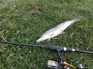 IMG_20200419_120358.jpg