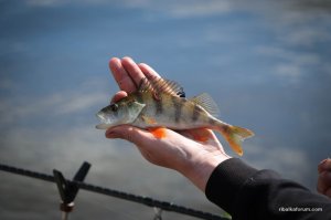 IMG_2249.jpg
