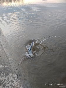 IMG_20200420_071217.jpg