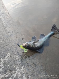 IMG_20200420_071226.jpg