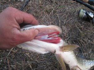 IMG_2534.JPG