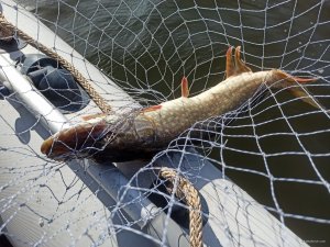IMG_20200417_091437.jpg