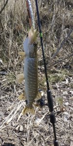 IMG_20200423_133810.jpg