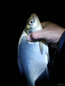 IMG_20200425_030705.jpg