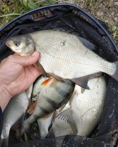 IMG_20200425_180251_312.jpg