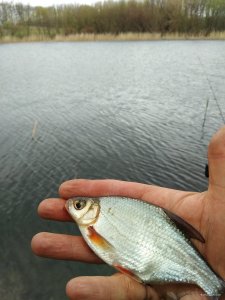 IMG_20200426_114501.jpg