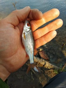 IMG_20200426_090755.jpg
