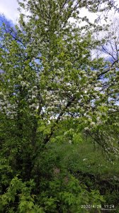 IMG_20200428_112403.jpg