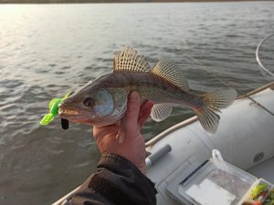 IMG_20200426_062306.jpg
