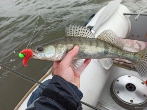 IMG_20200426_124303.jpg