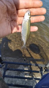 IMG_20200501_144940.jpg