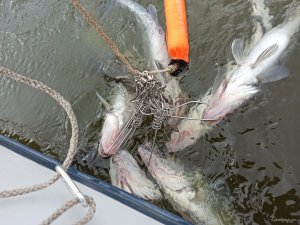 IMG_20200426_105330.jpg