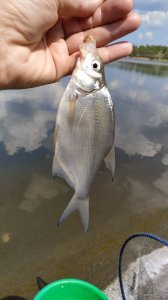 IMG_20200502_121013.jpg