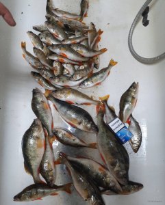 IMG_20200510_080631_258.jpg