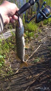 IMG_20200511_083053_1.jpg
