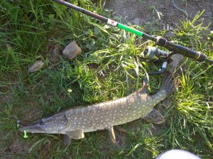 IMG_20200512_064733_1.jpg