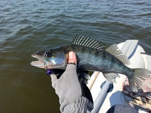 IMG_20200430_134455.jpg