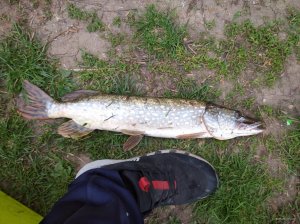IMG_20200517_194117.jpg