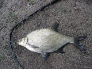 IMG_2814.JPG