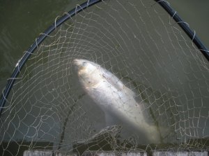 IMG_2822.JPG