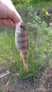 IMG_20200525_114045_1.jpg