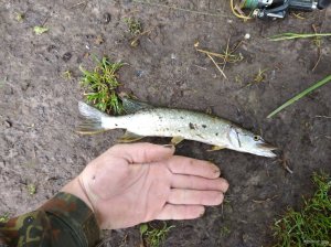 IMG_20200531_080424.jpg