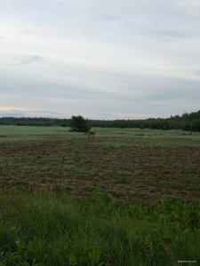 IMG_20200603_050629.jpg