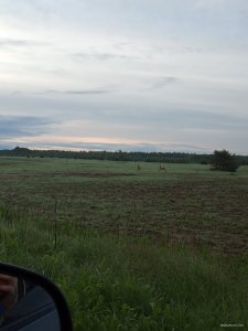 IMG_20200603_050633.jpg