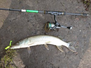 IMG_20200604_064219_1.jpg