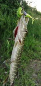 IMG_20200607_192909.jpg