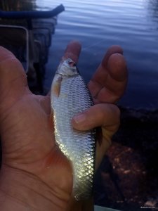 IMG_20200606_171338175.jpg