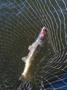 IMG_20200613_092123.jpg