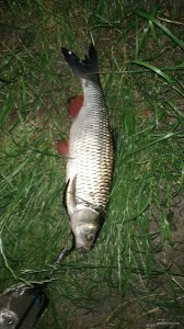 IMG_20200614_032722.jpg