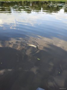 IMG_20200613_061643.jpg