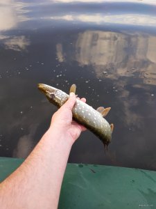 IMG_20200613_061746.jpg