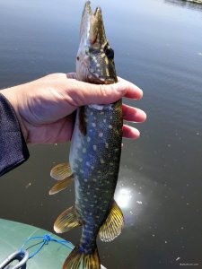 IMG_20200613_105134.jpg